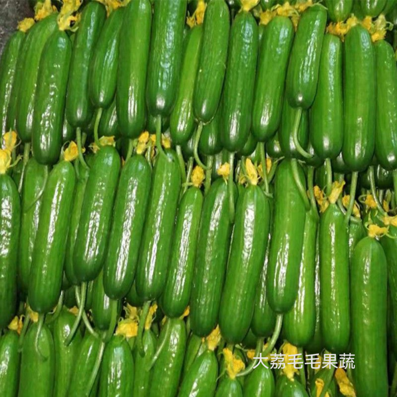 水果黄瓜，小乳瓜产地陕西大荔农户直销需要联系我价格合适