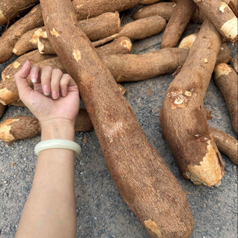 黄心木薯