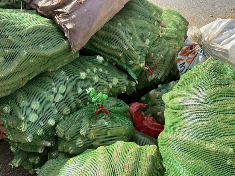 黄心木薯