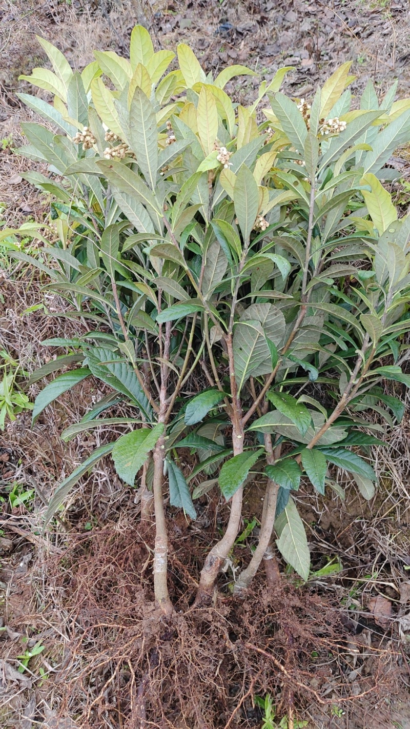 嫁接大五星枇杷苗，现挖现发，基地直发，品种纯正