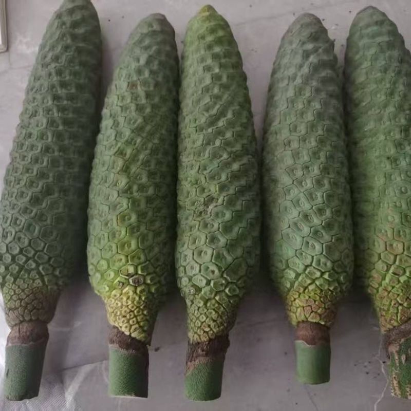 龟背竹果实蓬莱蕉现货电商代发对接各平台行家来谈