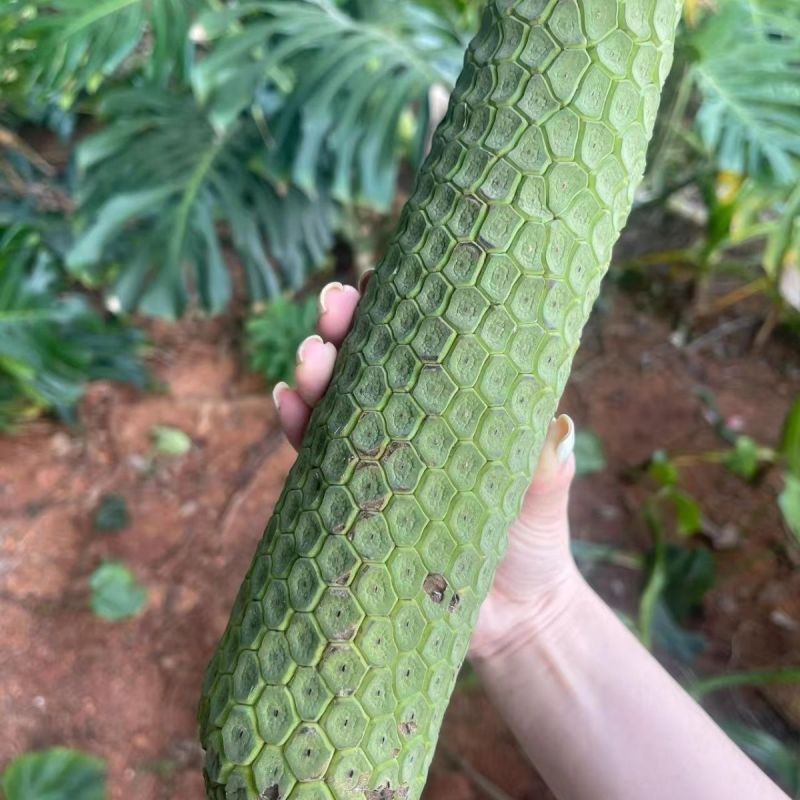 龟背竹果实蓬莱蕉现货电商代发对接各平台行家来谈