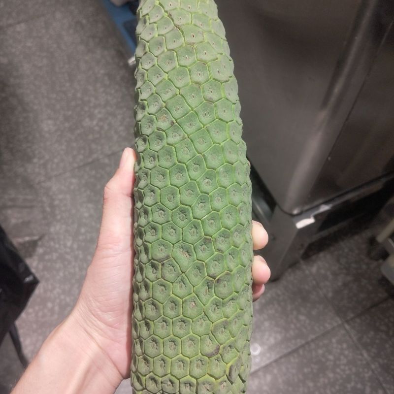 龟背竹果实蓬莱蕉现货电商代发对接各平台行家来谈
