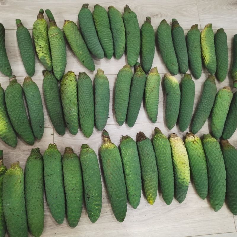 龟背竹果实蓬莱蕉现货电商代发对接各平台行家来谈