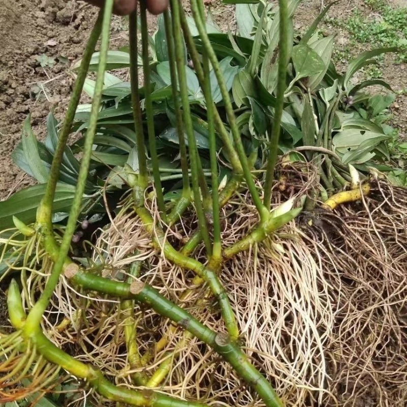 藏区高海拔野生玉竹野生山货四川正宗新鲜现挖