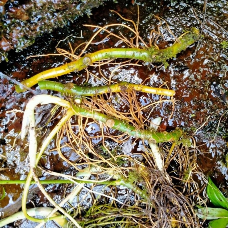 藏区高海拔野生玉竹野生山货四川正宗新鲜现挖