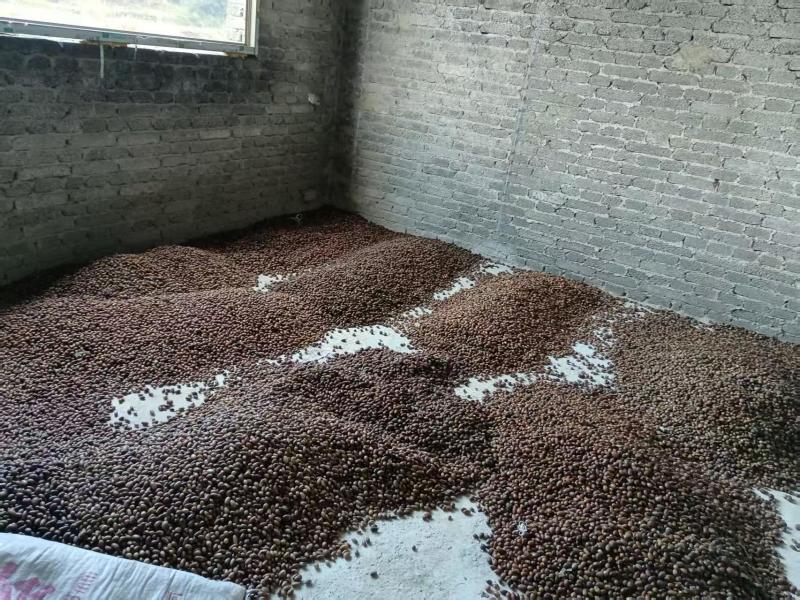 麻栎种子