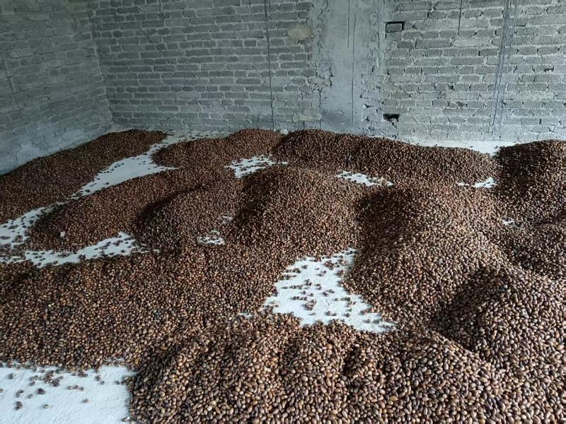 麻栎种子