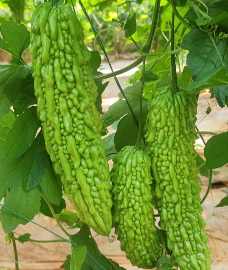 菩提果1号苦瓜种子亮绿色中早熟肉质脆嫩苦味适中
