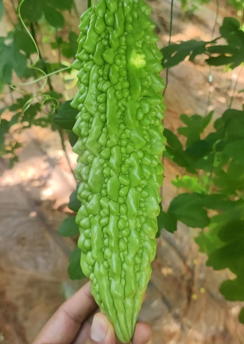 菩提果1号苦瓜种子亮绿色中早熟肉质脆嫩苦味适中