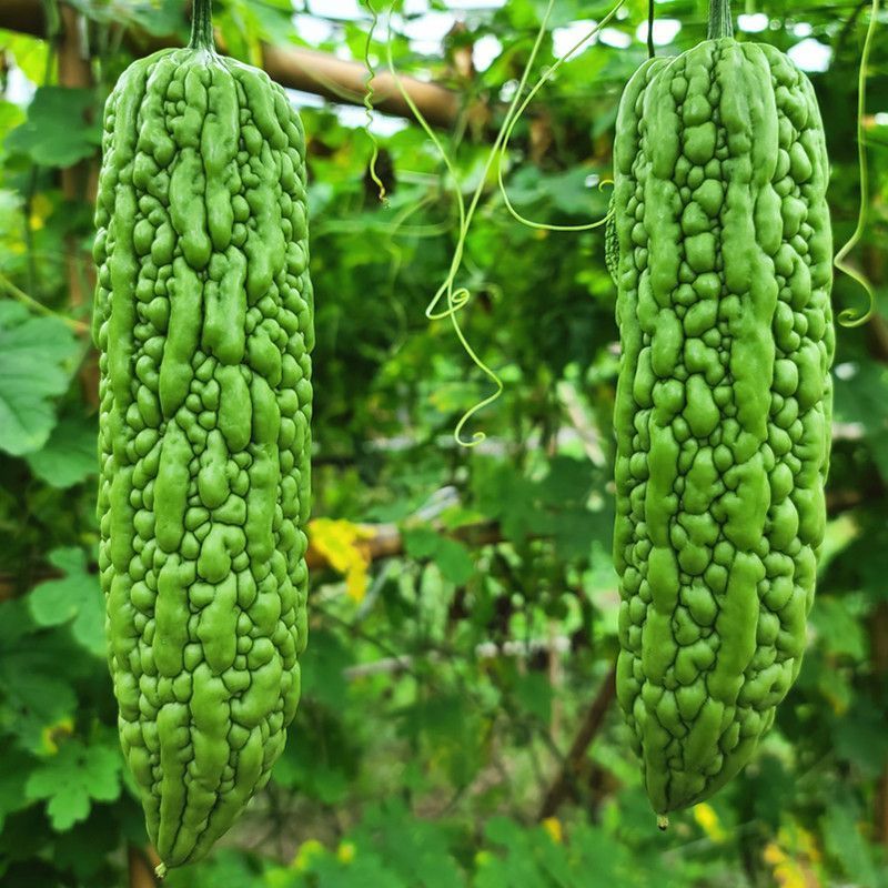 菩提果1号苦瓜种子亮绿色中早熟肉质脆嫩苦味适中