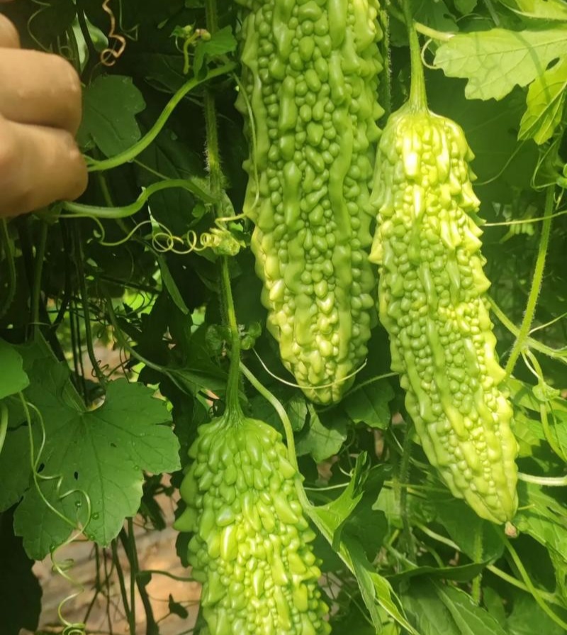 菩提果1号苦瓜种子亮绿色中早熟肉质脆嫩苦味适中