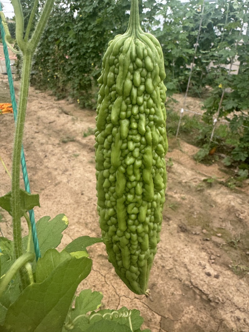 菩提果1号苦瓜种子亮绿色中早熟肉质脆嫩苦味适中