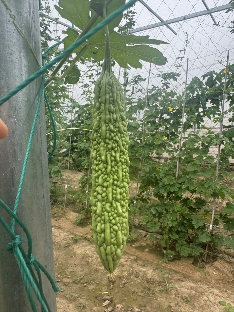菩提果1号苦瓜种子亮绿色中早熟肉质脆嫩苦味适中