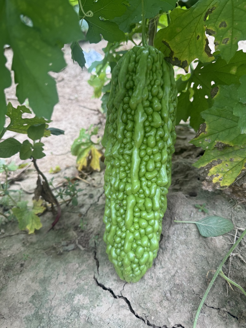 菩提果1号苦瓜种子亮绿色中早熟肉质脆嫩苦味适中