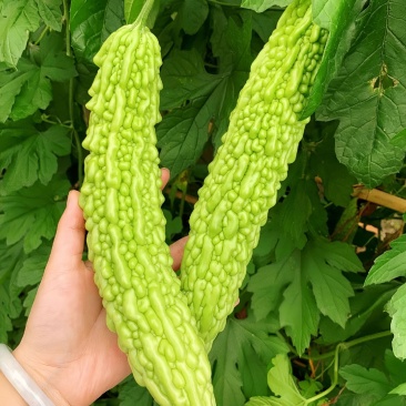 菩提果2号苦瓜种子疙瘩长绿苦瓜种籽南北方春秋两季播苦瓜种