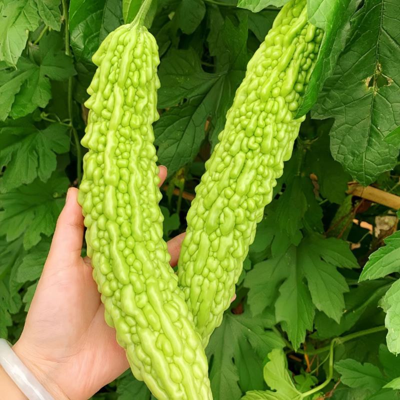 菩提果2号苦瓜种子疙瘩长绿苦瓜种籽南北方春秋两季播苦瓜种
