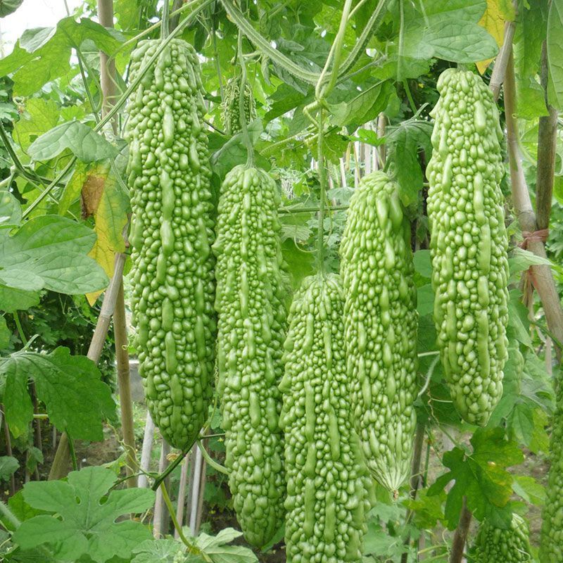 菩提果2号苦瓜种子疙瘩长绿苦瓜种籽南北方春秋两季播苦瓜种