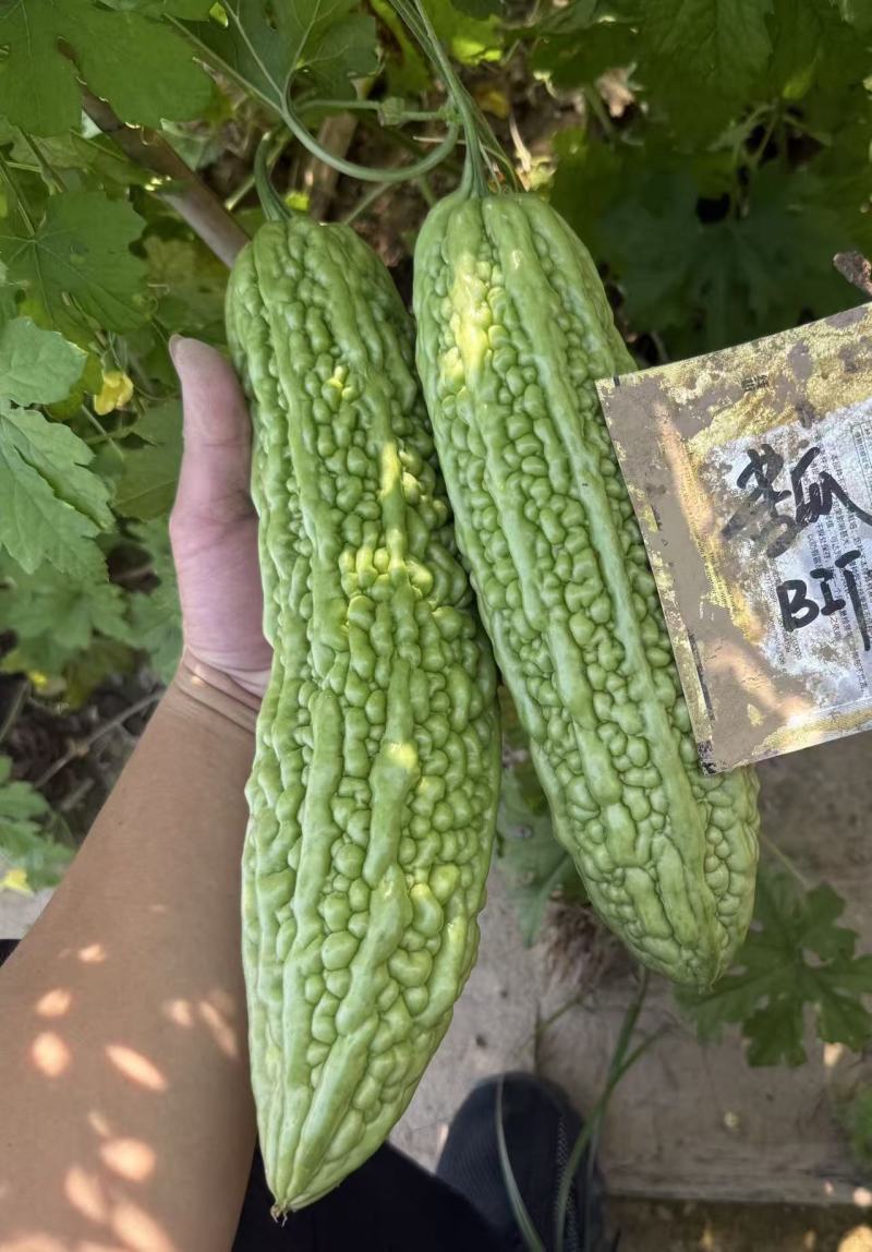 菩提果2号苦瓜种子疙瘩长绿苦瓜种籽南北方春秋两季播苦瓜种