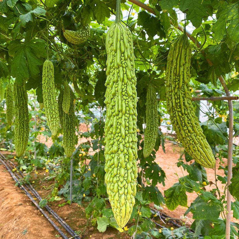 菩提果2号苦瓜种子疙瘩长绿苦瓜种籽南北方春秋两季播苦瓜种