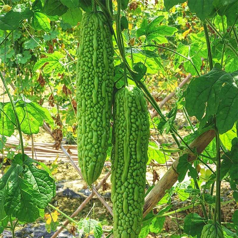 菩提果2号苦瓜种子疙瘩长绿苦瓜种籽南北方春秋两季播苦瓜种