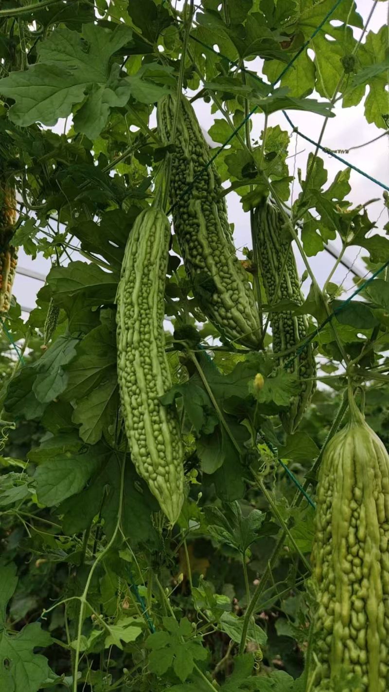 菩提果2号苦瓜种子疙瘩长绿苦瓜种籽南北方春秋两季播苦瓜种