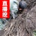 四川藏区高海拔野生天门冬新鲜现挖野生山货含量高，只卖正品