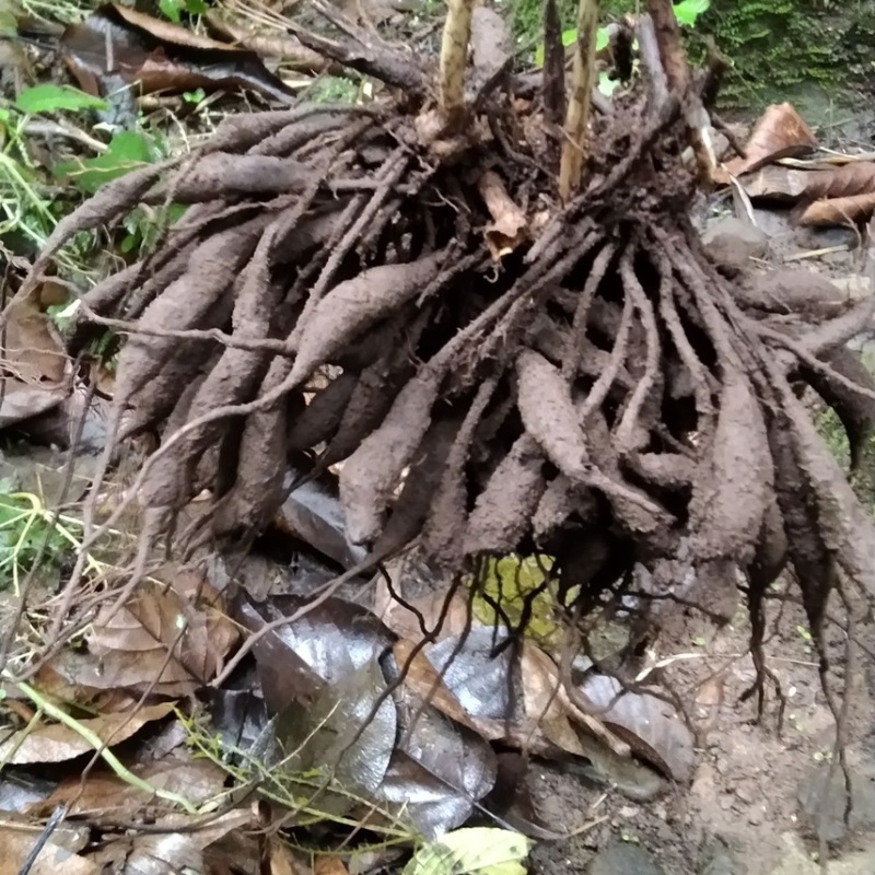 四川藏区高海拔野生天门冬新鲜现挖野生山货含量高，只卖正品