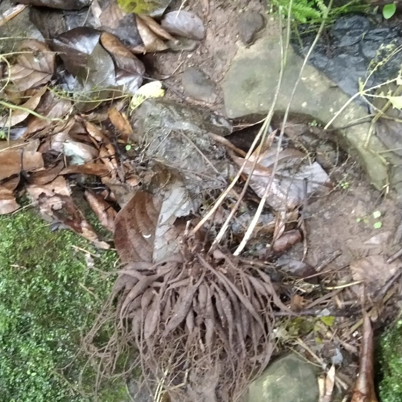 四川藏区高海拔野生天门冬新鲜现挖野生山货含量高，只卖正品