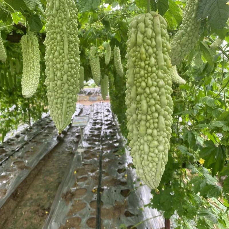 菩提果3号苦瓜种子疙瘩长绿苦瓜种籽南北方春秋两季播苦瓜种