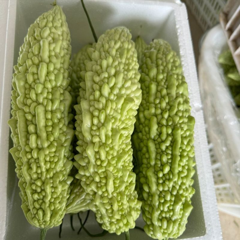 菩提果3号苦瓜种子疙瘩长绿苦瓜种籽南北方春秋两季播苦瓜种