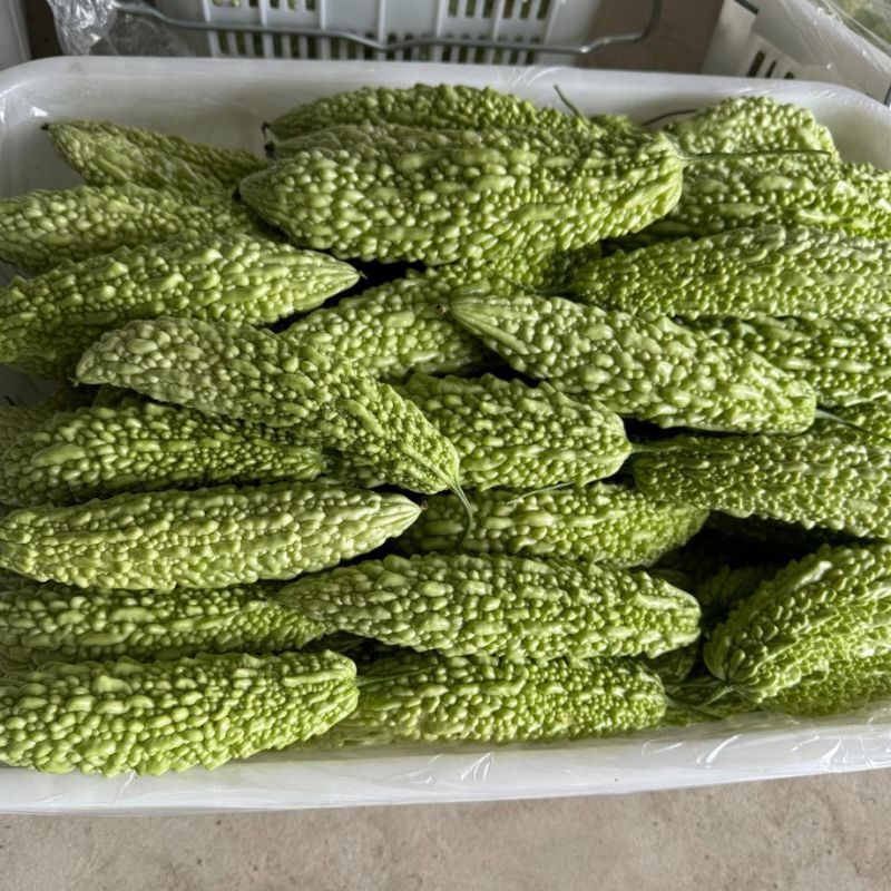 菩提果3号苦瓜种子疙瘩长绿苦瓜种籽南北方春秋两季播苦瓜种