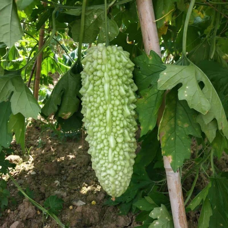 菩提果3号苦瓜种子疙瘩长绿苦瓜种籽南北方春秋两季播苦瓜种
