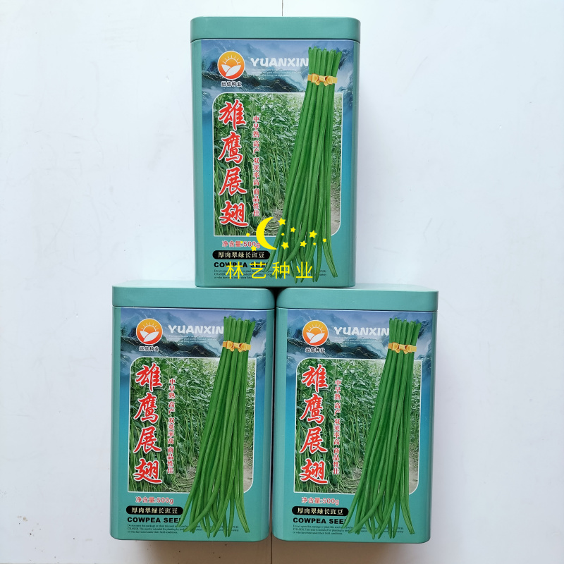 雄鹰展翅豇豆种子中早熟厚肉翠绿长豇豆种籽高产抗病基地专用