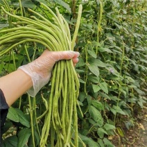 金顺99白籽白花豇豆种子双荚率夏季高耐高温肉厚翠绿形豇豆