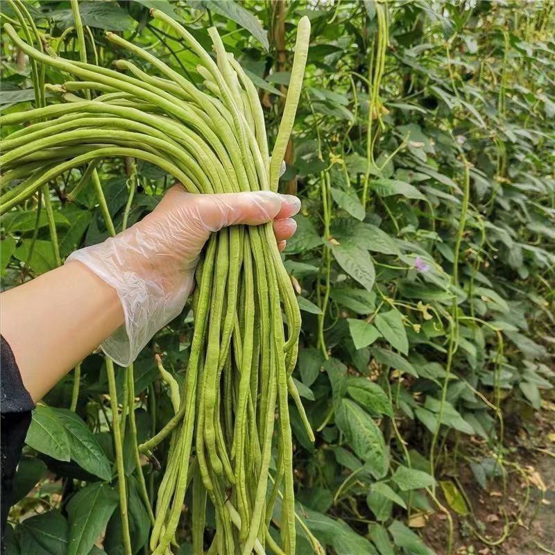 金顺99白籽白花豇豆种子双荚率夏季高耐高温肉厚翠绿形豇豆