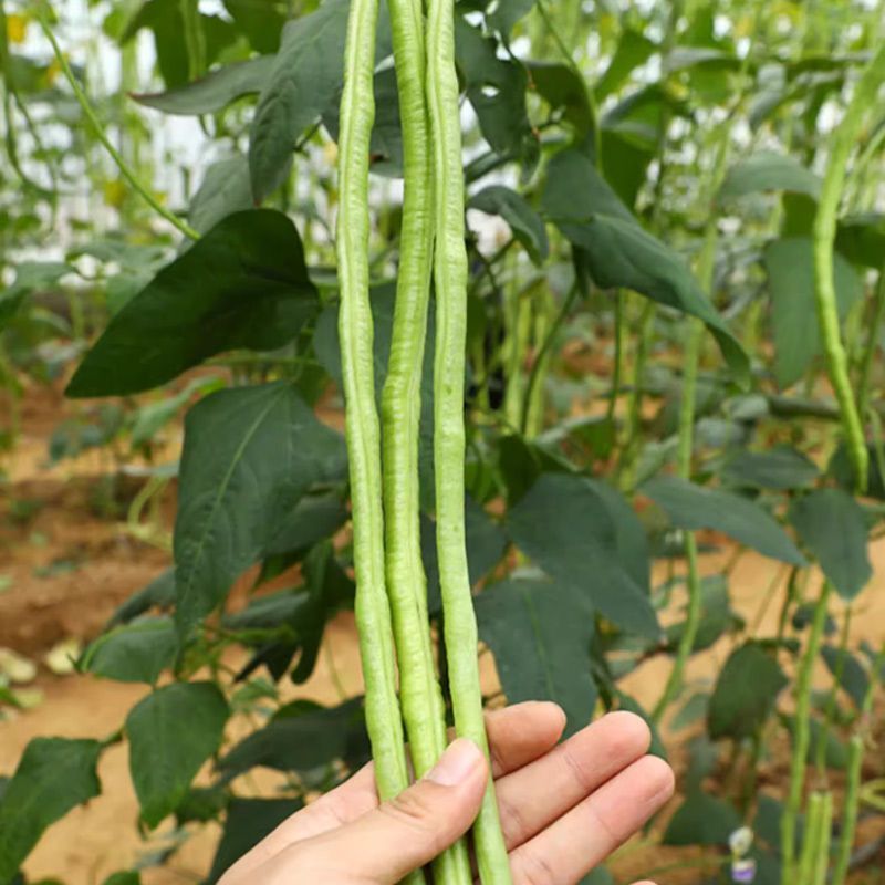 金顺99白籽白花豇豆种子双荚率夏季高耐高温肉厚翠绿形豇豆