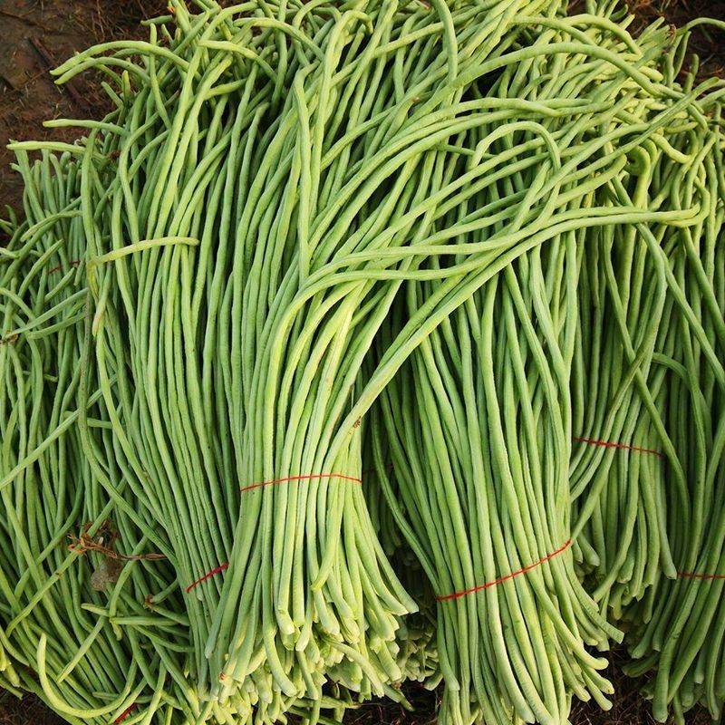 金顺99白籽白花豇豆种子双荚率夏季高耐高温肉厚翠绿形豇豆