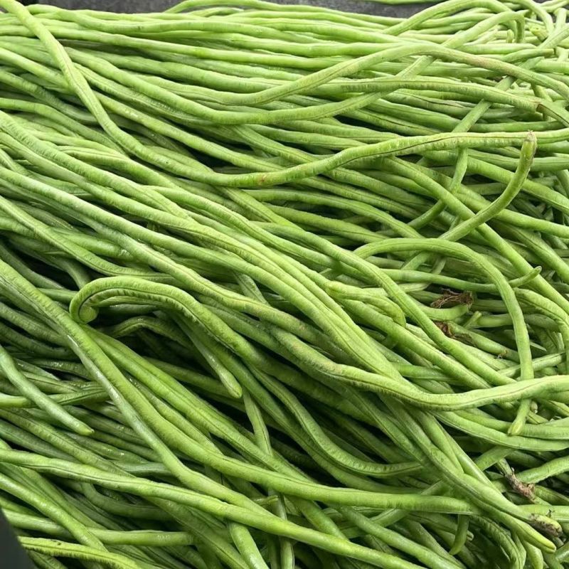 金顺99白籽白花豇豆种子双荚率夏季高耐高温肉厚翠绿形豇豆