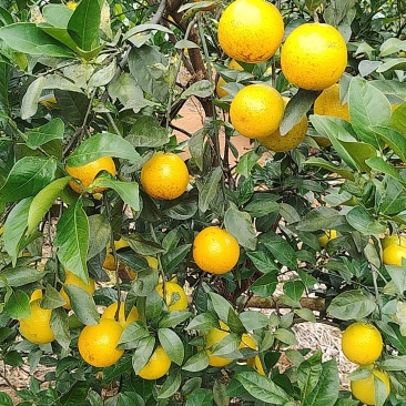 宁明县红心橙果。现摘现卖。