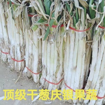 长白大葱铁杆3cm左右杆硬实能冬储并有专业团队