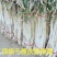 长白大葱铁杆3cm左右杆硬实能冬储并有专业团队