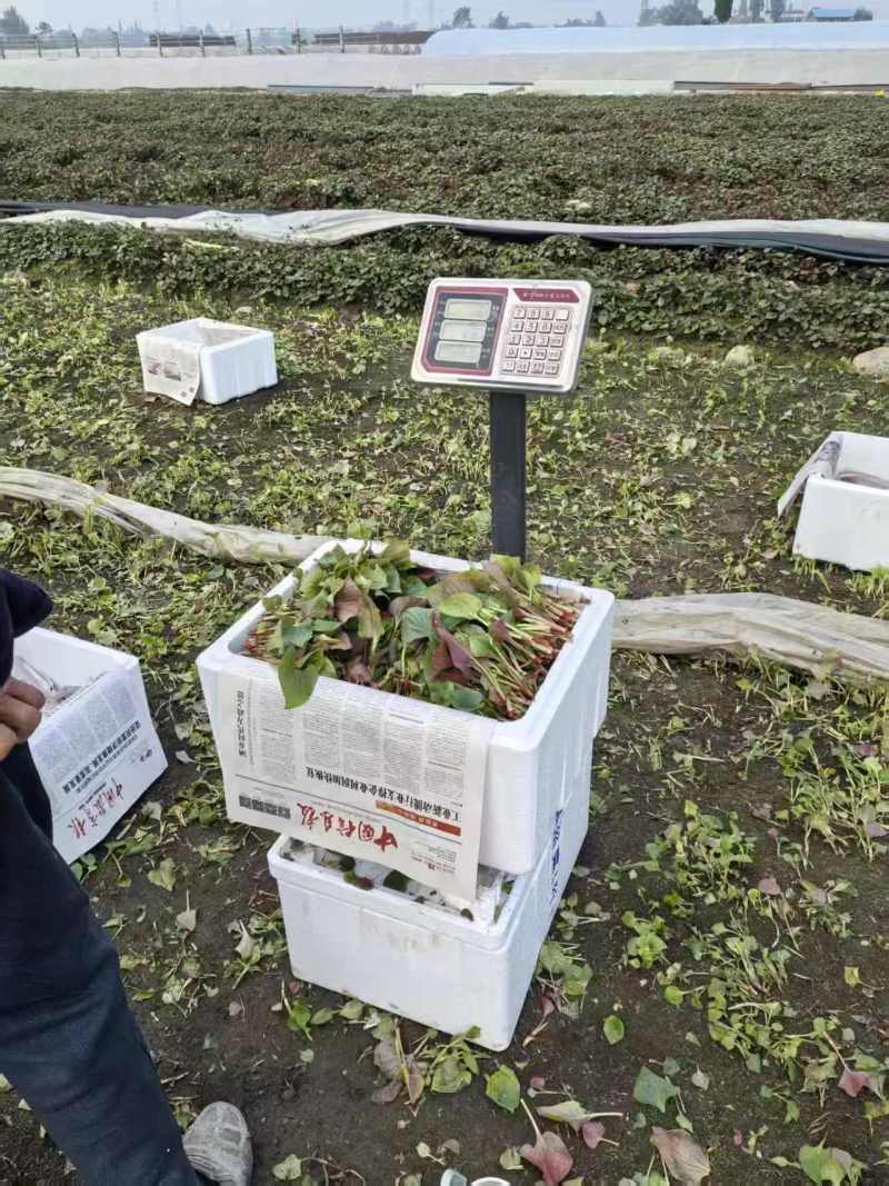 折耳根