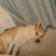 秋田犬