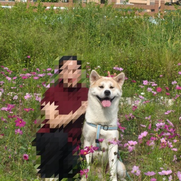 秋田犬
