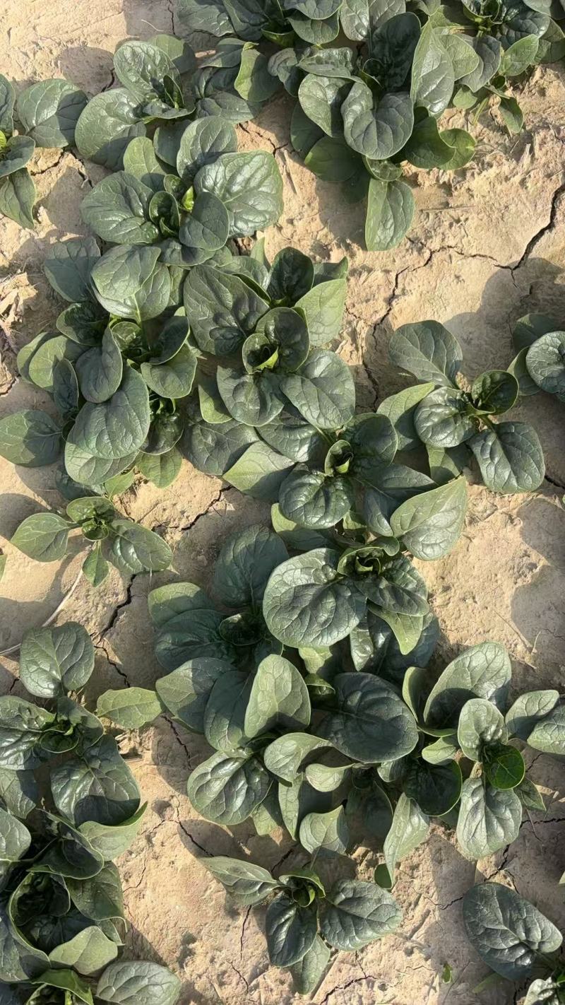 优质地趴菠菜精品大量供应中适合走市场超市等