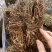 鸡骨草批发优质鸡骨草产地一手货源量大价优