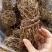 鸡骨草批发优质鸡骨草产地一手货源量大价优