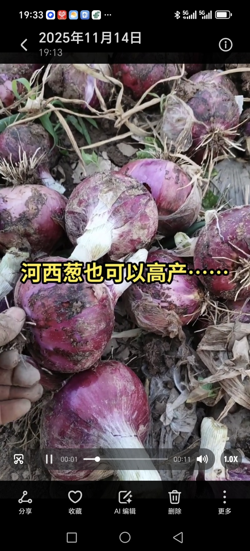 山东济宁专业蔬菜苗/洋葱苗/视频看货/量大价优/欢迎电联