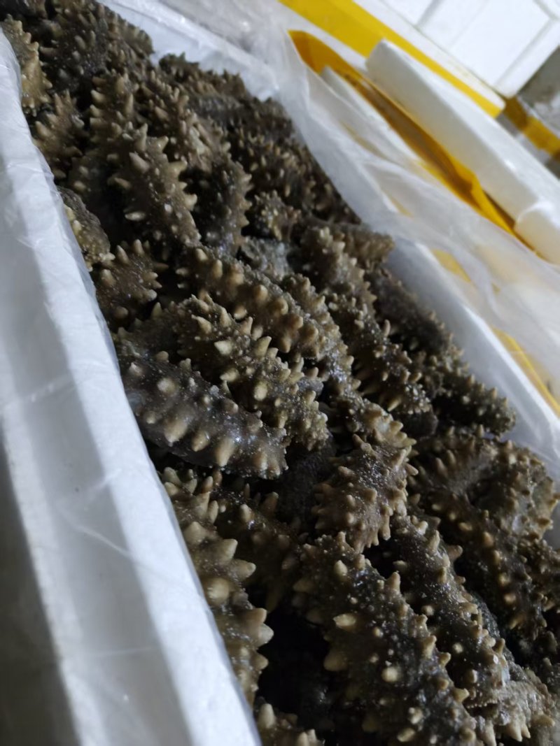 野生底播海参，营养丰富，质量很好，开袋即食需要的老板咨询